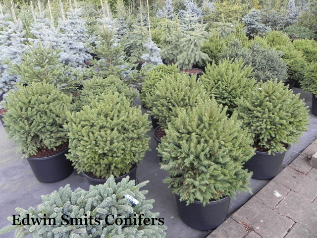 Picea abies 'Flaksen'